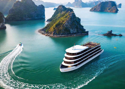 Cycad Grand Cruise